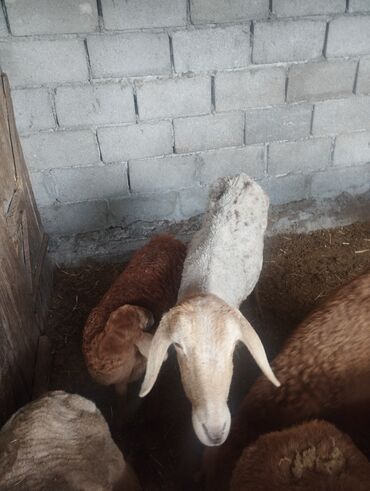 дойную козу: Продаю | Ягненок, Баран (самец) | Матка