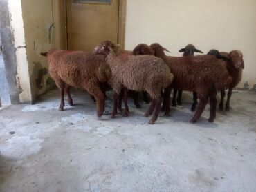 Gəmiricilər: Quzu, Dişi, Qala, ay: 4, Damazlıq