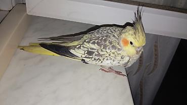 хары бюльбюль купить: Nimfa papuqayı (Cockatiel) – Təcili satılır dişidir real alıcılara — 3
