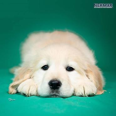 Psi: Dostupni za rezervaciju štenci Zlatnog retrivera, vakcinisani, redovno — 7