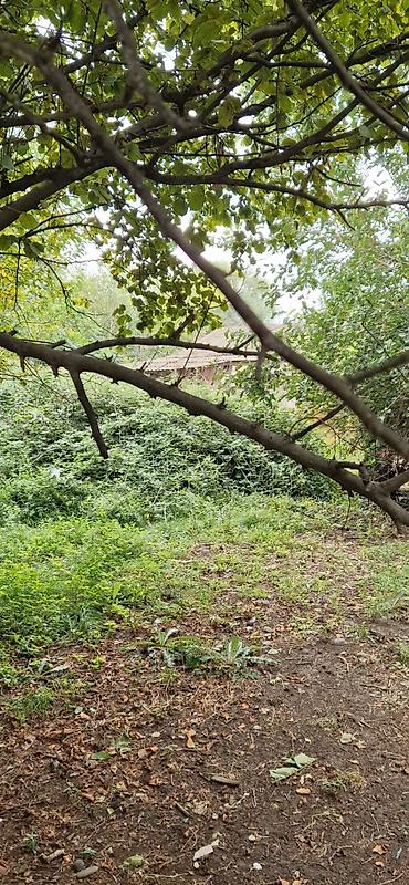 Torpaq sahələrinin satışı: 85 sot, Kənd təsərrüfatı, Mülkiyyətçi, Kupça (Çıxarış) — 1