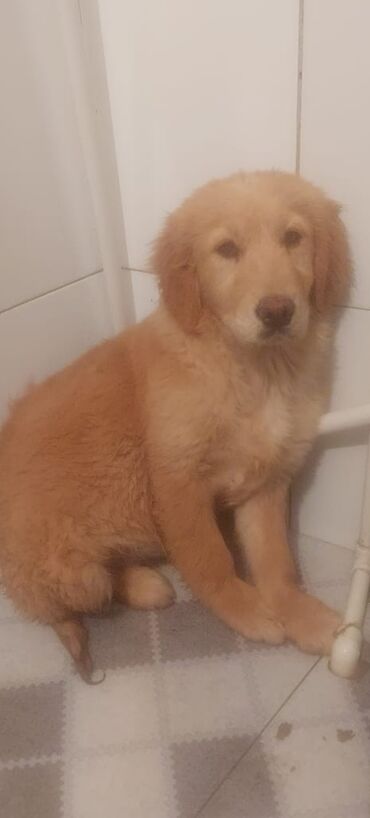 İtlər: Retriever, 5 ay, Dişi, Peyvəndli, Ünvandan götürmə