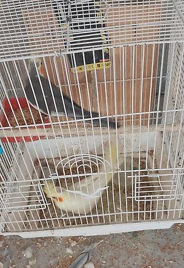 ördək balası və cücə: Karella cütü və altında 2 balası. Qefes Yuva su qabi, yem qabi ile — 1