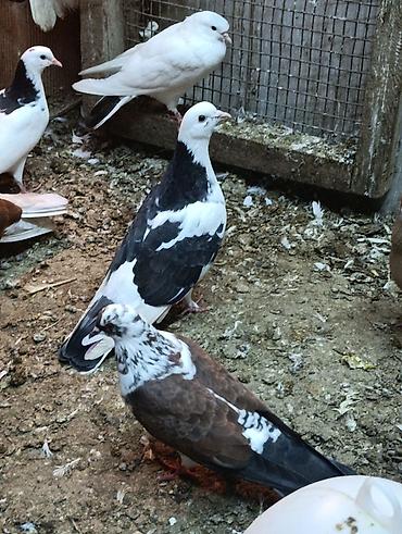 quşlar göyərçin: Cins göyərçinlər – dekorativ və uçuş üçün uyğun Məlumat: - Rənglər — 1