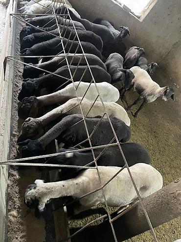 Баран, овца: Продаю | Овца (самка), Ягненок, Баран (самец) | На забой | Кастрированные — 1
