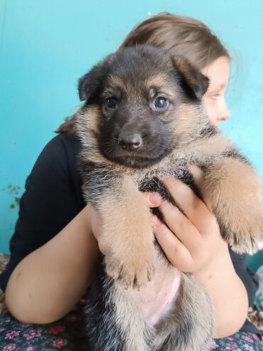 собака дворняжка: Немецкая овчарка, 1 месяц, Самец