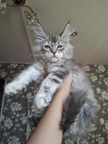йоркширский терьер бишкек: Мейн-кун котёнок, серебристый мрамор (silver tabby) с эффектным — 1