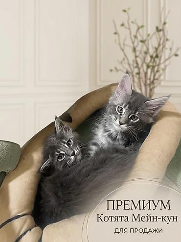 поилка для кроликов: Шикарные котята мейкуны, окрасы голубого мрамора, черный мрамор — 3