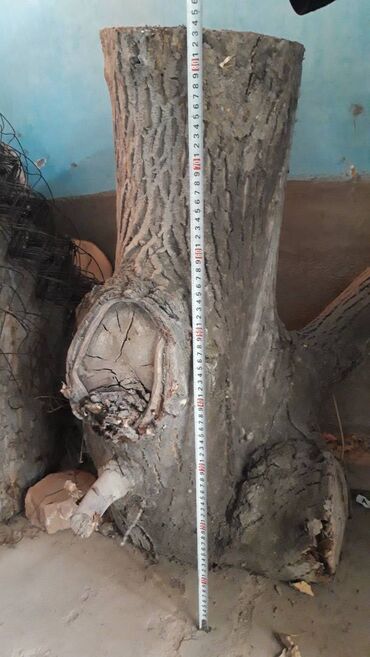 тенир тоо: Ореховое дерево