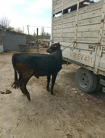 Inəklər, öküzlər: Inəklər, öküzlər — 6