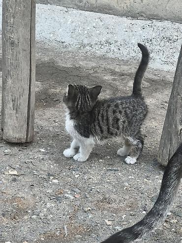 хара: Котята тигрового окраса - Окрас: серо-чёрный табби с белыми — 2