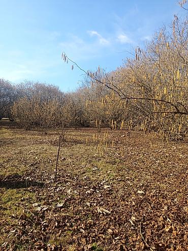 Torpaq sahələrinin satışı: Kənd təsərrüfatı — 15