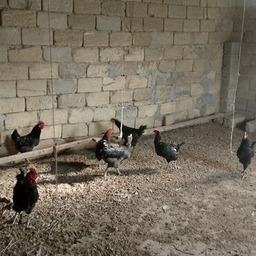 Xoruzlar: Xoruzlar satılır — 7