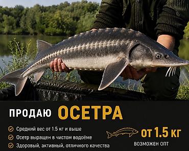 ксб 80: Живая рыба из чистых водоёмов. Карп венгерский: - Средний вес от 1.5 — 3