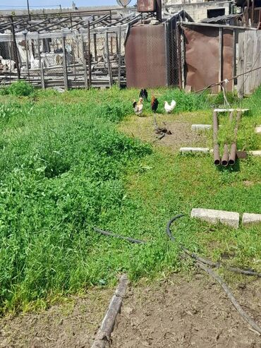 səbzi quşu: SALAM,HER VAXDiNIZ XEYIRLI OLSUN.17MANAT.QARA XORUZ 25M.HAMISI BIR