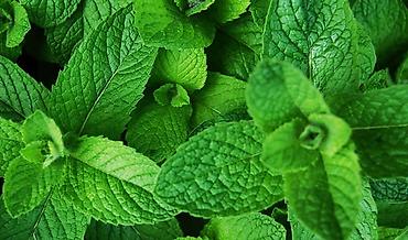 чаян: Продаю мята с корнями Свежая мята (Mentha): ароматная зелень с ярким — 1