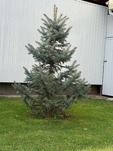 Ель голубая (Picea pungens), живая саженец крупномер - Порода: ель