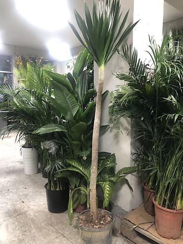 Другие комнатные растения: Комнатные растения в горшках — декоративные и фруктовые 1) Карликовый — 24