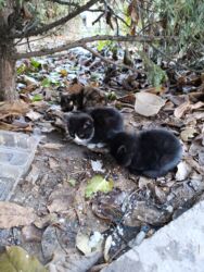 ротвейлер бишкек: Котята!БЕСПЛАТНО! Самовывоз lalafo.kg да ротвейлер бишкек: Котята!БЕСПЛАТНО! Самовывоз