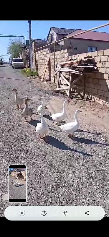 Qazlar: Salam öz,qapımın,1 iılik sağlam kök qazlarıdır maşallah olsun təzə — 1