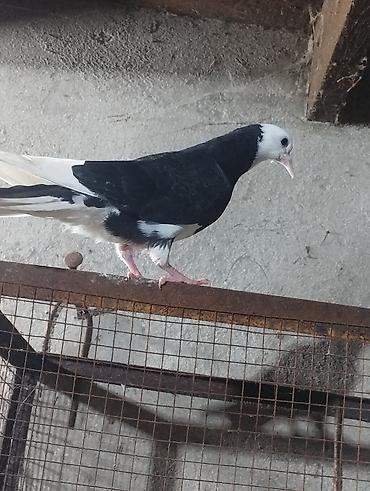 Göyərçinlər: Salam təmiz qan ağ baş tam sağlam — 13
