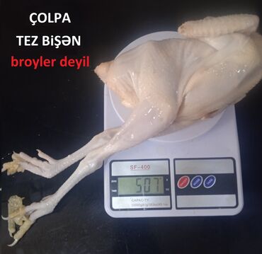 Рыба и морепродукты: Təbii kənd toyuqları – çolpa və xoruzlar - Broyler deyil, tez bişən
