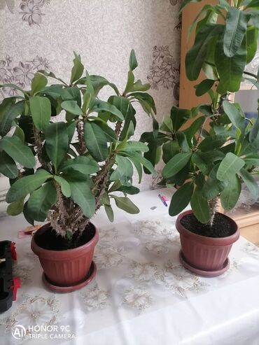 продам излишки клематисы: Юкка/молочай с толстыми колючими стеблями (известен как Молочай