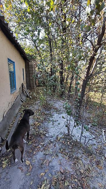 Үйлөрдү сатуу: 4 бөлмө, 60 м², 85 соток, Шопоков, Менчик ээси — 3
