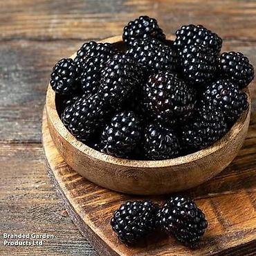 Ежевика: Ежевика — 1