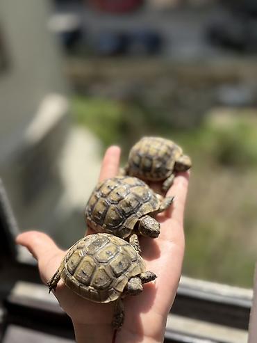 Akvarium daşları: Quru tısbağa balaları – evdə saxlanmağa uyğun — 8