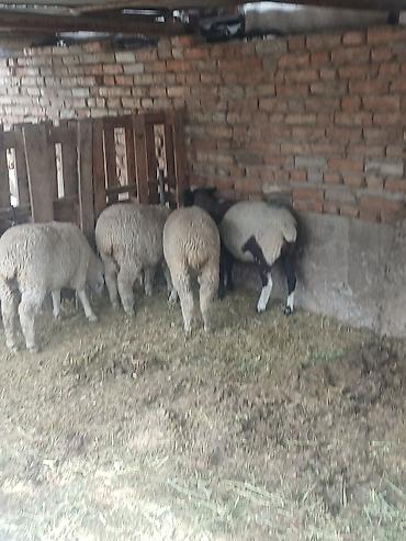 Продам с/х животных: Продаю | Овца (самка), Ягненок | Полукровка, Меринос | Для разведения, Для шерсти | Племенные, Ярка — 8