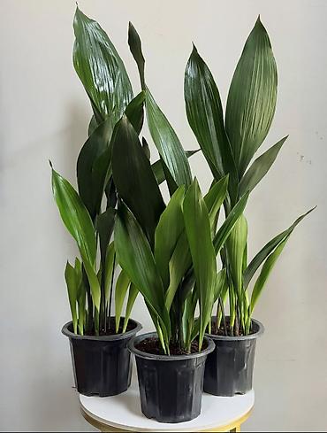 кант земля: Аспидистра (Aspidistra elatior) в пластиковом горшке. - — 1