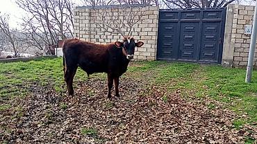 Digər heyvanlar: İney ve balasi satılır — 7