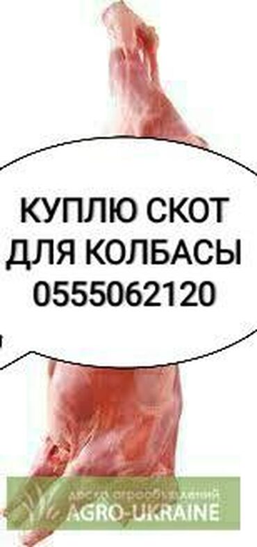 Животные - Кой-Таш: Куплю | Коровы, быки, Лошади, кони | Круглосуточно, Любое состояние