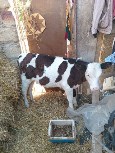 en yaxsi bugda sortu: Qiymet razilasma you ile - Növ: mal-qara, buzov - Rəng: ağ-qəhvəyi