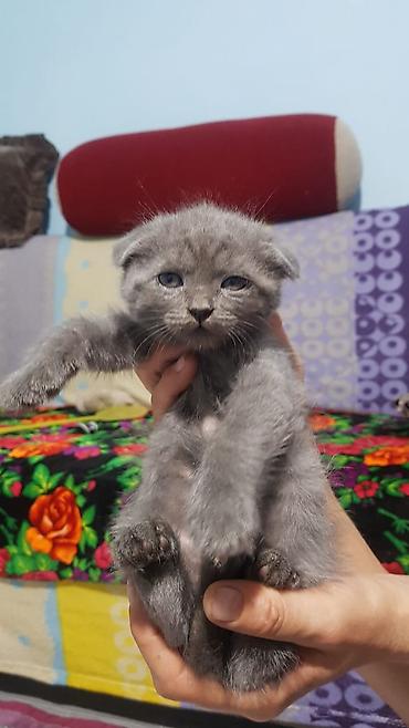 Кошки: Шотландские котята: скоттиш-страйт и скоттиш-фолд - Окрас: сплошной — 8