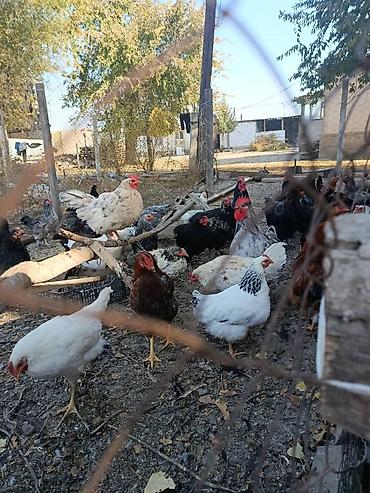 девушка и сабака ххх: Продаю | Куры | Домашняя | Для разведения — 6