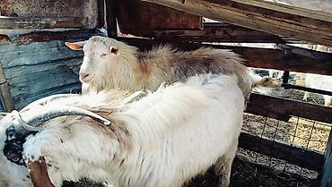 Козы, козлы: Продаю | Козёл (самец) | Полукровка | Для разведения | Осеменитель — 10