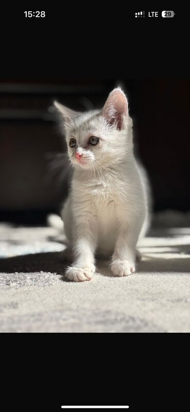 котята цена: 3 месяца, Девочка, С прививками
