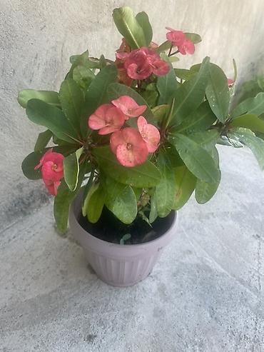 Бөлмө өсүмдүктөрү: Эвфорбия Миля (Euphorbia milii) в горшке - Комнатное/балконное — 1