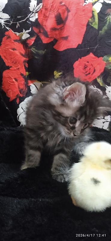 Продажа кошек: Мейн-кун, 1 месяц, Девочка — 7