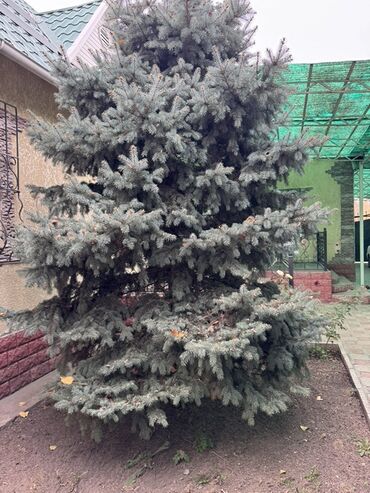 фисташковое дерево: Саженцы деревьев: Ели, Самовывоз