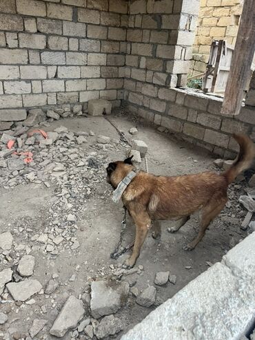 İtlər: Belçika çoban iti, 2 il, Erkek, Peyvəndli — 13