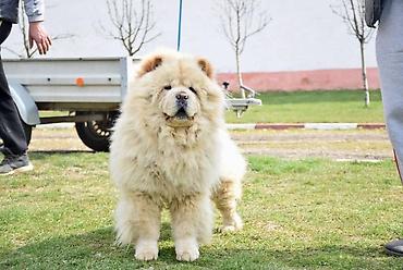 Psi: Chow chow-cau cau! stenad najlepsi poklon deci otac m- lav chsrb 3x — 7