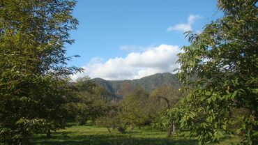Torpaq sahələrinin satışı: 74 sot, Kupça (Çıxarış) -da lalafo.az — 13 Torpaq sahələrinin satışı: 74 sot, Kupça (Çıxarış) — 13