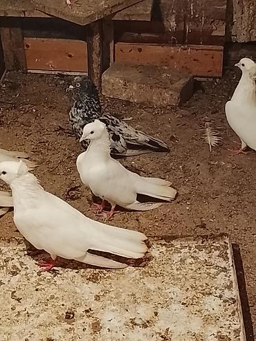 göyərçin satışı: Satılır .vp aktivdir 0703312130 — 2