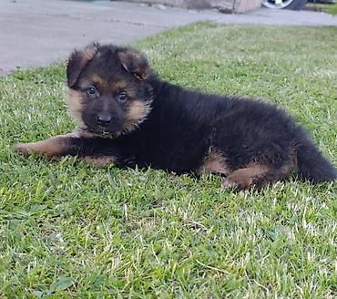 Pets & Animals: Na prodaju 2 ženska šteneta Nemačkog ovčara, lepog eksterijera sa — 2