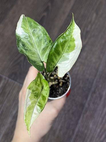 Другие комнатные растения: Добрый день! В продаже комнатные растения: Сингониумы - конфетти — 1