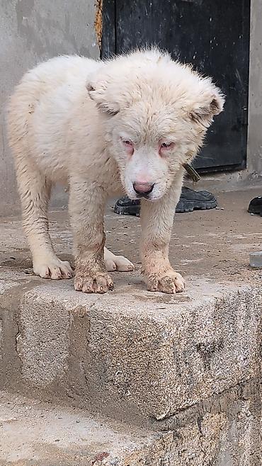 İtlər: Alabay — 11