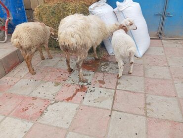 Qoyunlar, qoçlar: Dişi, Qala, il: 1, 1 kq, Damazlıq, Ünvandan götürmə